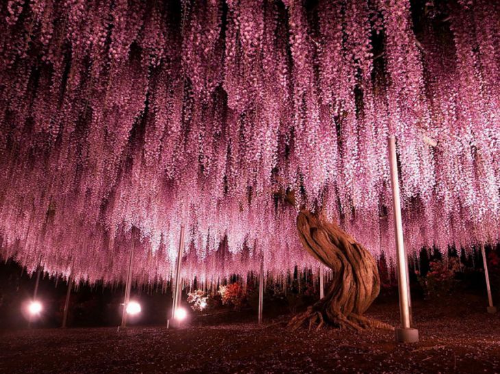 Najpiękniejsze drzewa świata - wisteria 144.jpg