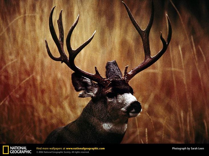 NG02 - Buck Mule Deer, Alvord Desert, Oregon, 1997.jpg