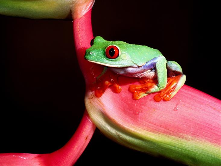 Kolorowe żaby - Frog Wallpaper 2.jpg