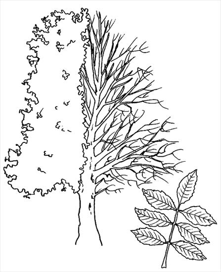 gatunki drzew i liści - orzech.gif