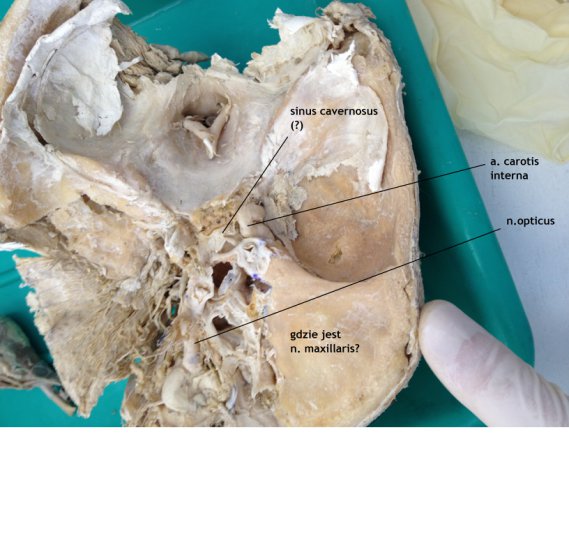 anatomia głowa szyja - 13.jpg