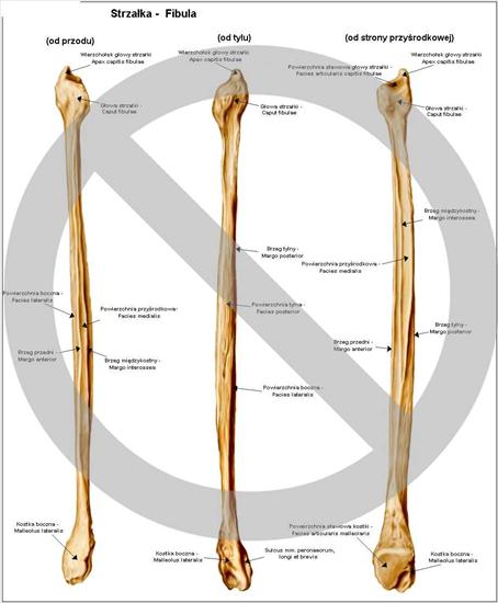 Anatomia - Kość strzałkowa.jpg