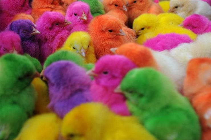 tła na bloga - kolorowe kurczaczki.jpg