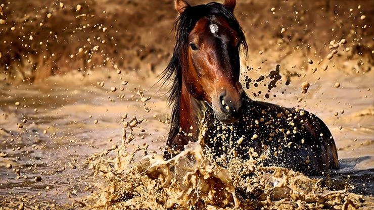 Konie... dumne konie - 297835__brown-horse-in-water_p.jpg