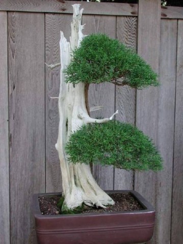 Przepiękne bonsai - mediumjvjv6l47a2cf9dbd2e9.jpg
