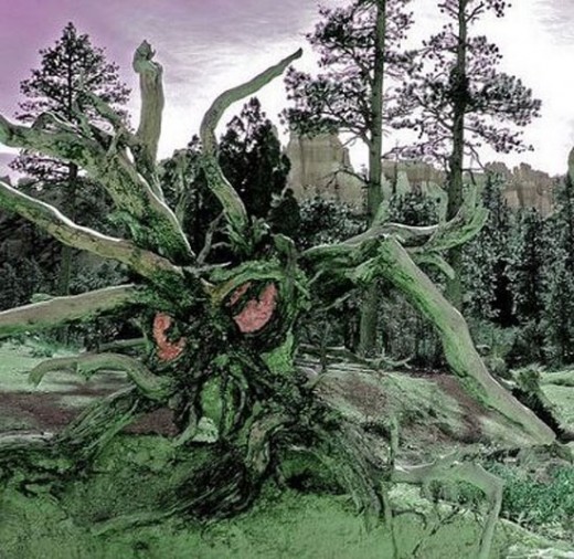 dziwy natury - weird-trees-1-520x506.jpg