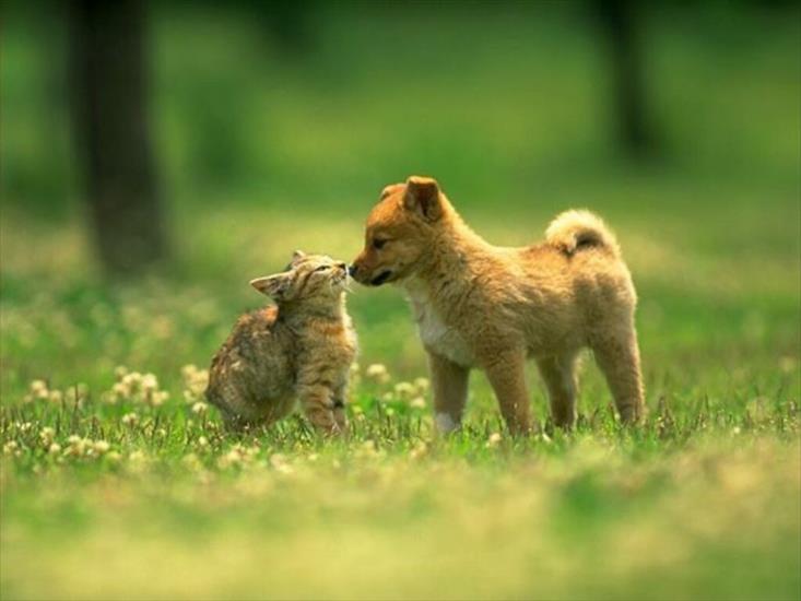 animals - przyjaźń - catsdogs.jpg