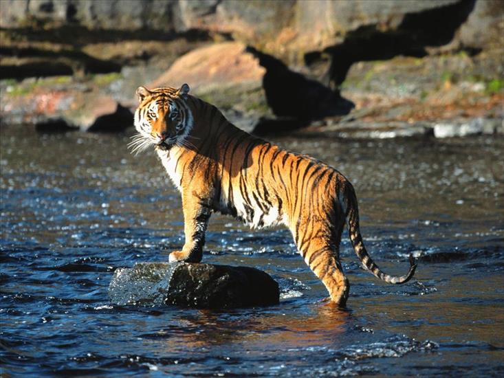 Zwierzęta i ptaki - The Director, Bengal Tiger.jpg