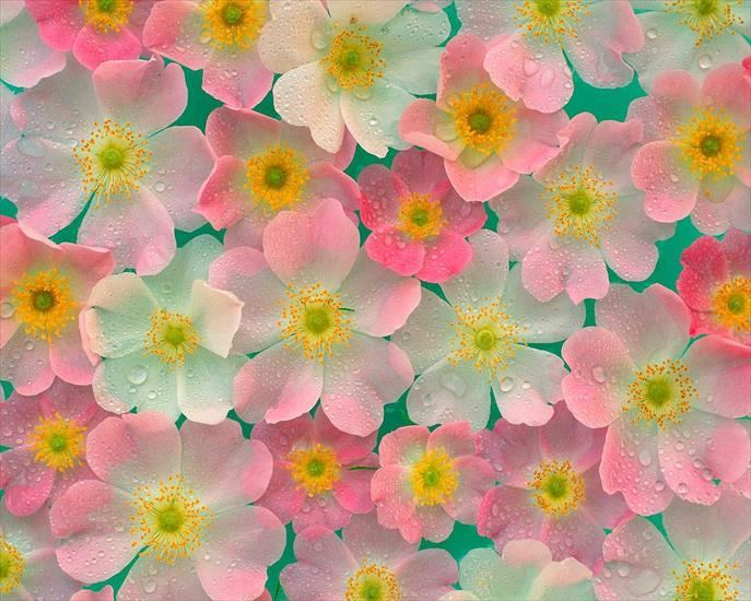Kwiaty1 - Pink_Japanese_Anemones.jpg
