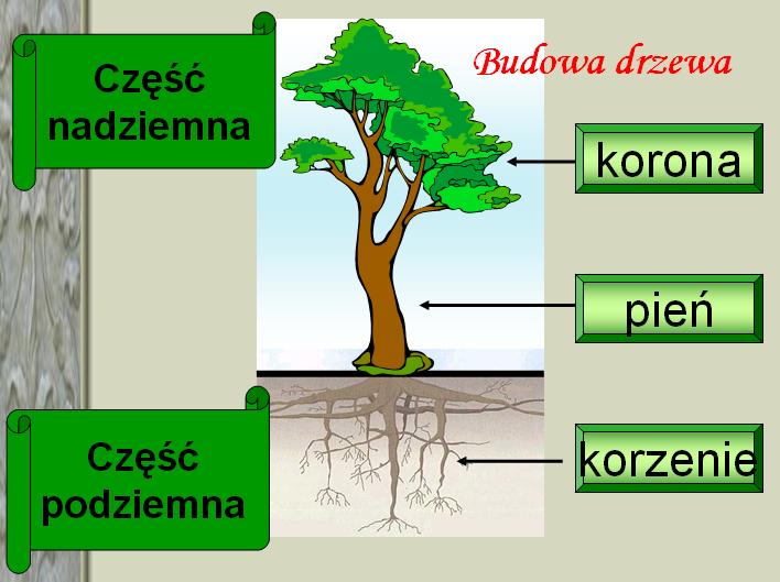 DRZEWA1 - drzewo.jpg