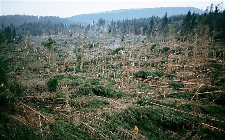 FRANCJA - Trees downed by storm in the forest of the Vosges Mountains, France.jpg