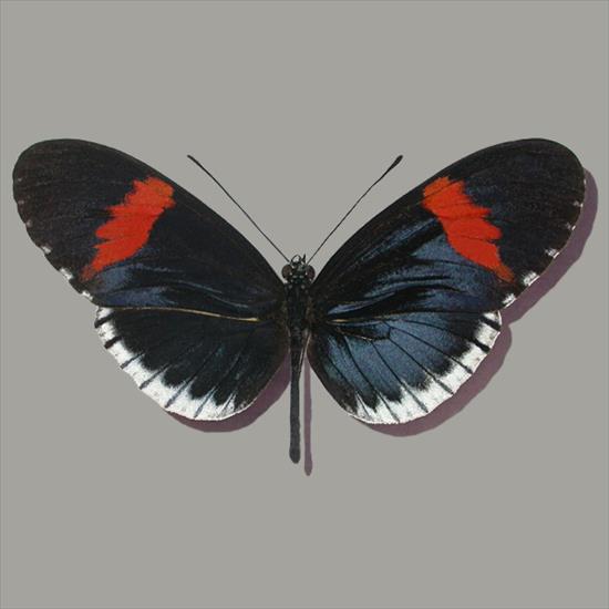 Motyle egzotyczne - Heliconius melpomene sticheti.jpg