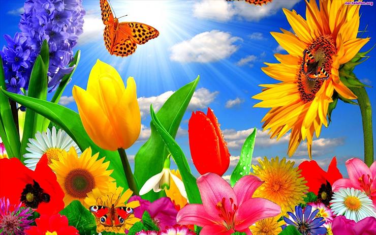 motyle i owady - kwiaty-promienie-slonca-motyle-kolorowe.jpeg
