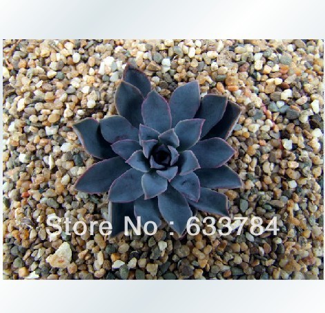 - NATURA - - Free-Shipping-ECHEVERIA-eurychlamys-Peru-Seeds-succulent-plants-Black-lotus-for-home-garden-diy.jpg