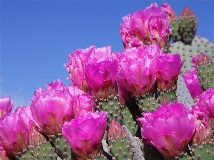 Tapety na pulpit - Beavertail Cactus, Joshua Tree National Park, California.jpg