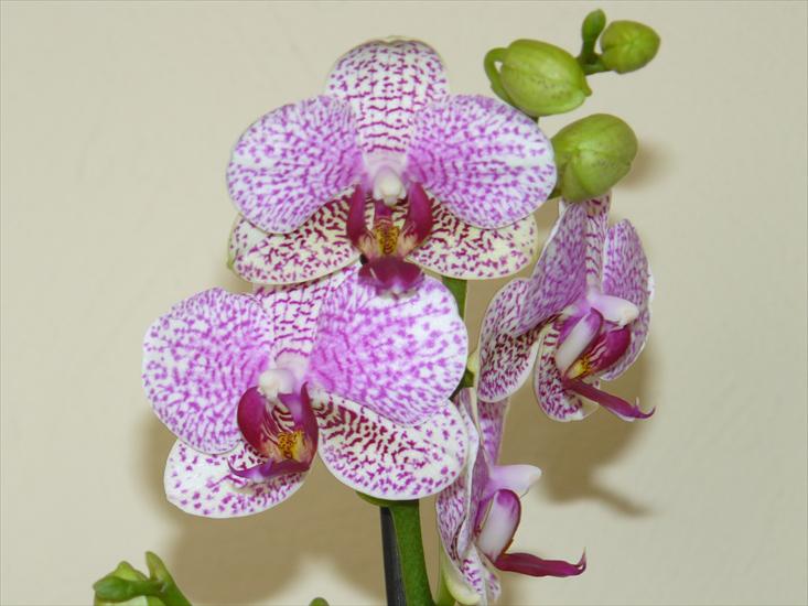 orchidee - P1010004.JPG