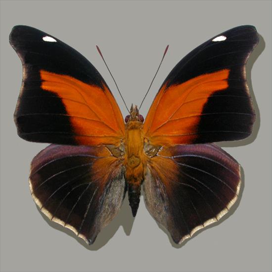 Motyle egzotyczne - Historis odius.jpg
