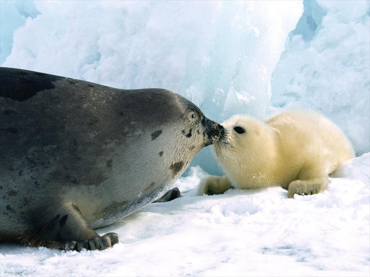  Animals part 2 z 3 - Kissy Kissy, Harp Seals.jpg