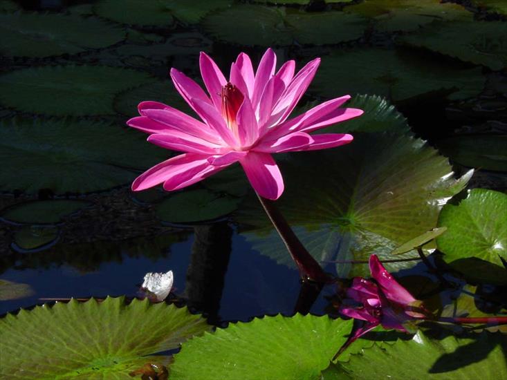 Lilie - Night Blooming Tropical Water Lily_Tahiti.jpg