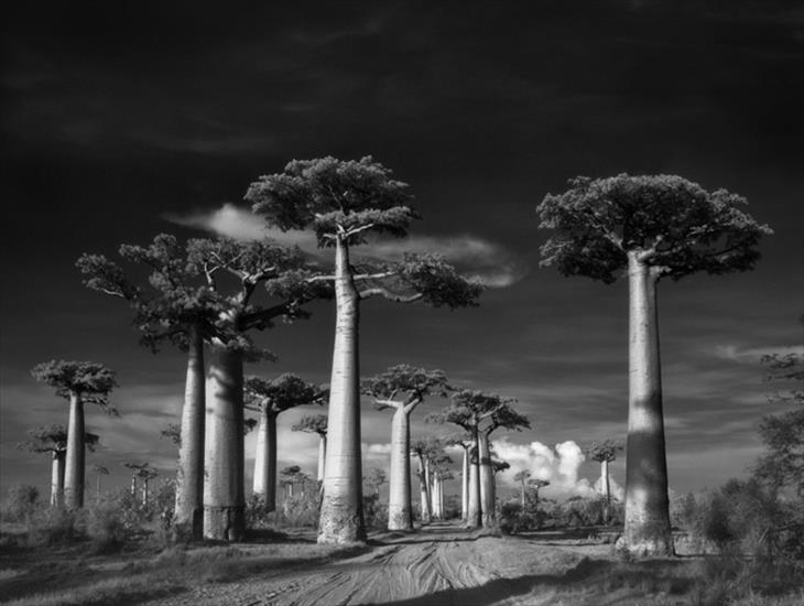 Najstarsze drzewa świata wg Beth Moon - Ancient Trees - Portrait of Time.jpg
