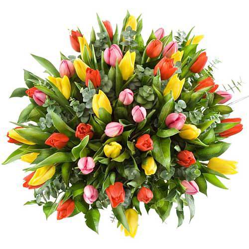 TULIPANY - tulipany kolory.JPG