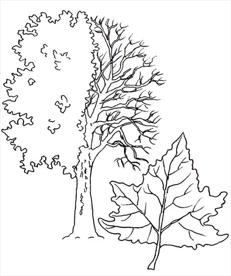 gatunki drzew i liści - platan.gif