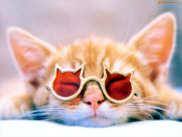 zwierze kot - piacy-okulary-kot.jpeg