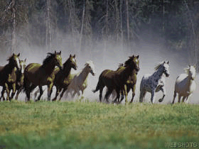 zwierzęta - konie2.gif