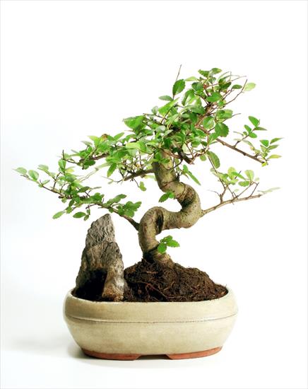 DRZEWKA BONZAI - bonsai20Tree.jpg