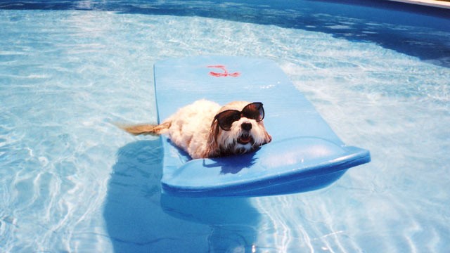 MIX - dog-and-pool.jpg