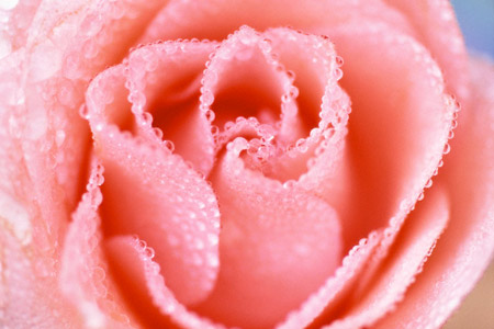 Krople rosy - tr4.jpg
