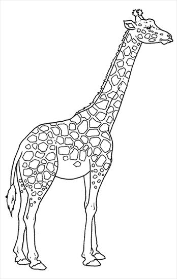 kolorowanki zwierzęta - giraffa.gif