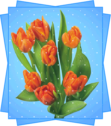 gify-tulipany - tulipany animation_2.gif