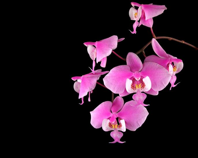 Storczyki - Phalaenopsis_Orchids_Moth_Orchids.jpg