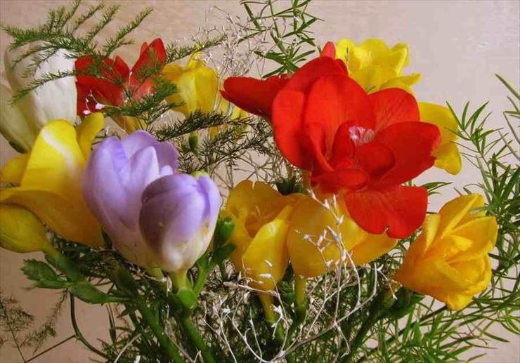 Galeria bukietów kwiatowych - Frezje - bukiet.jpg