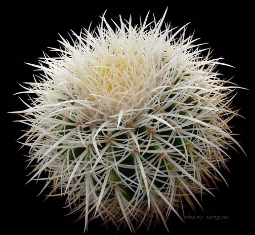 Kwitnące kaktusy - Echinocactus grusonii alba x1.jpg