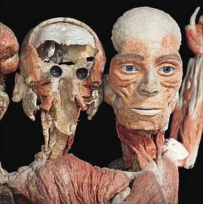 anatomia - humanmuseum11.jpg