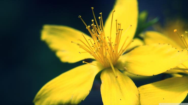 Tapety HD 1600x900 - yellow_flower_3-1600x900.jpg
