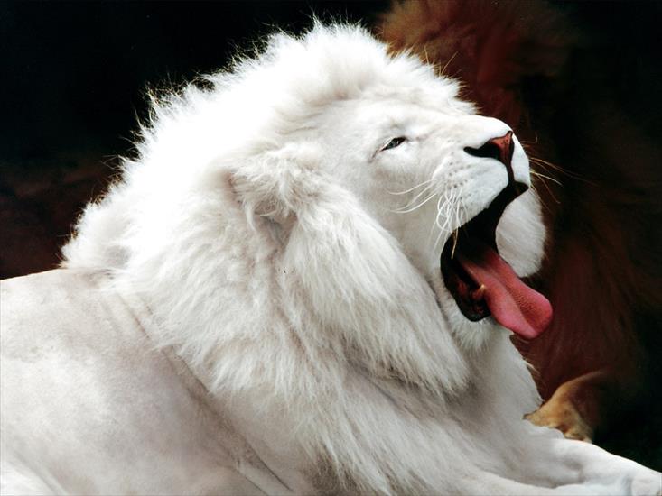 Zwierzęta - White_Lion.jpg