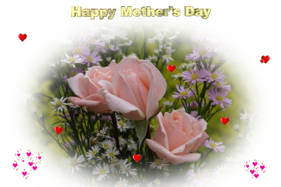 26 maja Dzień Mamy - pink_roses-dsc02727.jpg