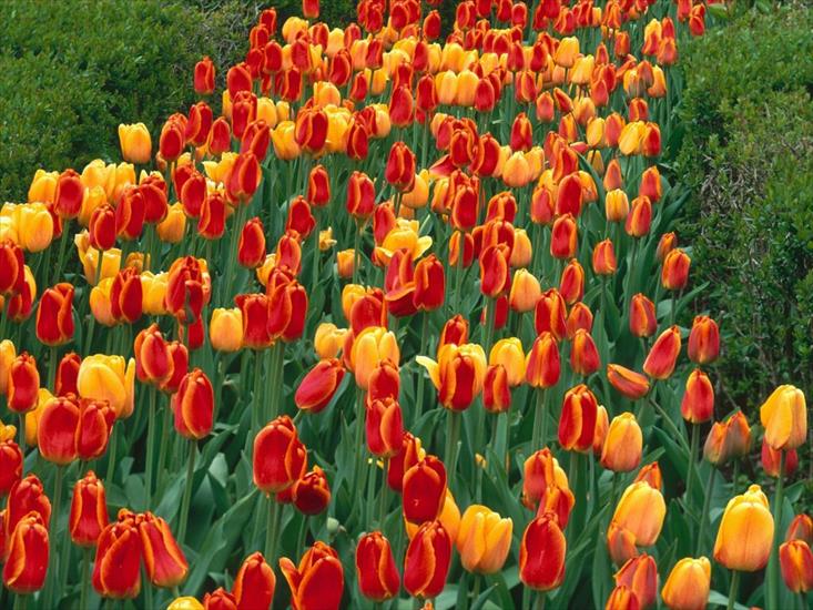 tulipany - 101.jpg