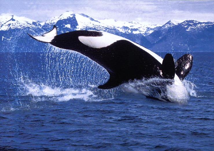 podwodne stwory - orka.jpg