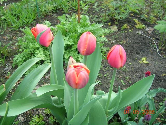 tulipan moje naj - tulipany_1236_233.jpg