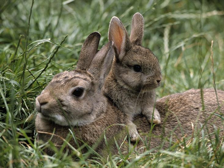 Animals part 2 z 3 - Mother and Young, European Rabbits.jpg