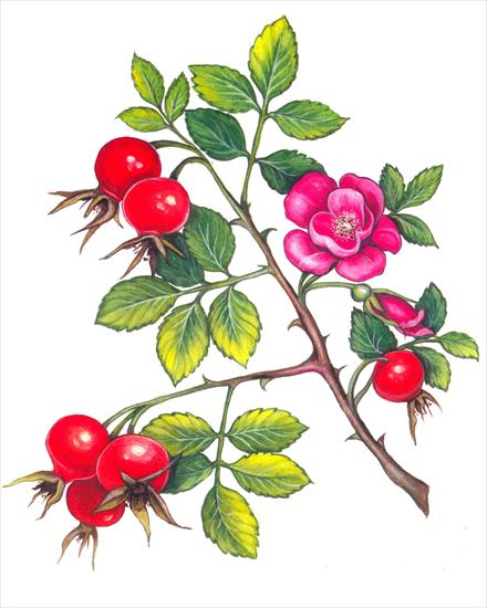 Owoce jagody - 05 Dzika róża.jpg
