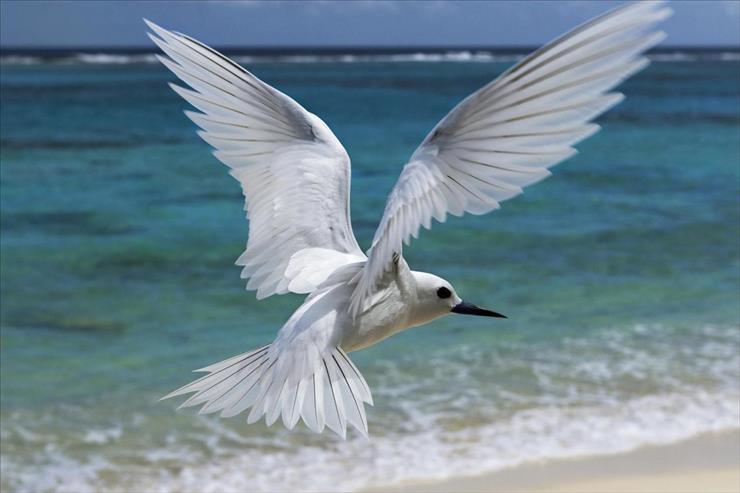 XL the best - Flying White Tern, Midway Atoll, Hawaiian Leeward Islands, Hawaii.jpg