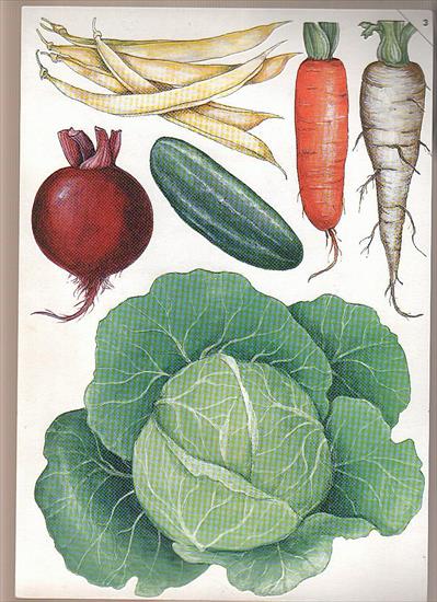 owoce i warzywa - marchew,_pietruszka_burak_ogorek_fasola_kapusta.jpg