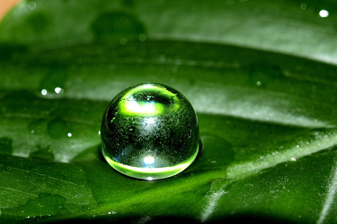 Wiosna--Zielone  jpg - best water drops_ 10.jpg