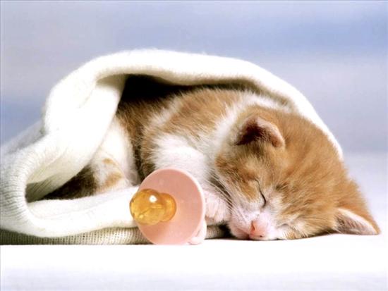 wiewioreczka92 - Śpiący kotek.jpg