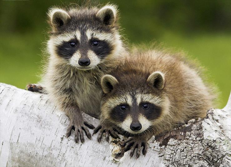 zwierzęta - raccoon-facts-1.jpg